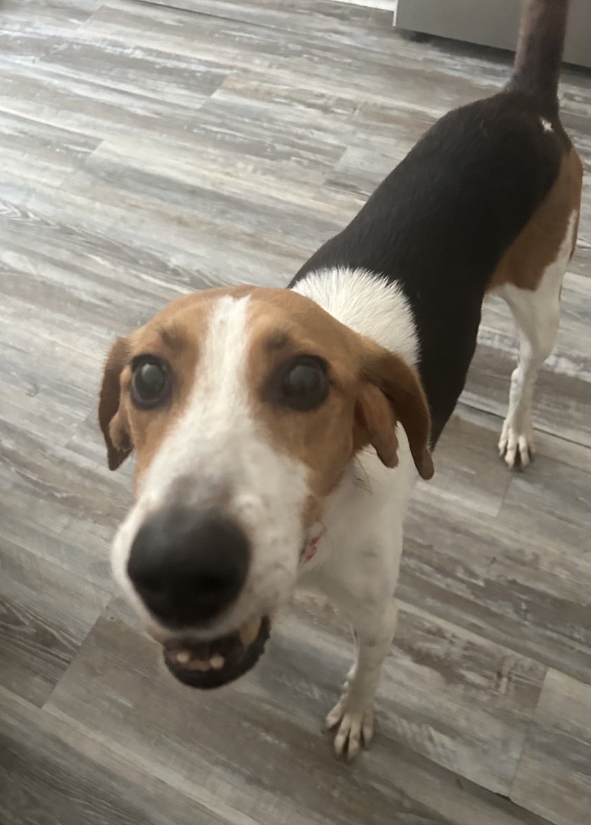 LolaPatolla's tweet photo. Sunday snacc faces at the Coop! https://t.co/F0gruxfcrH