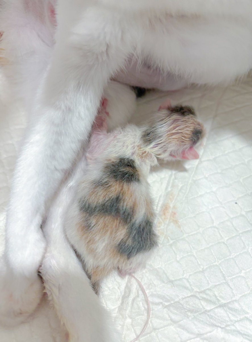 คนแรกมาแล้วนะคะ เป็นพี่สาวคนโต สามสีอ่อนๆ 🥰