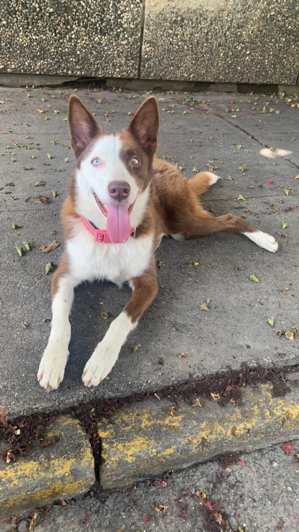 yaracalcagno's tweet photo. Difundo. Está perrita se encuentra en el Marqués, no sé si está perdida o la dejaron abandonada.
Si alguien la conoce contactar al 04122421615 https://t.co/hL6kjhEoks