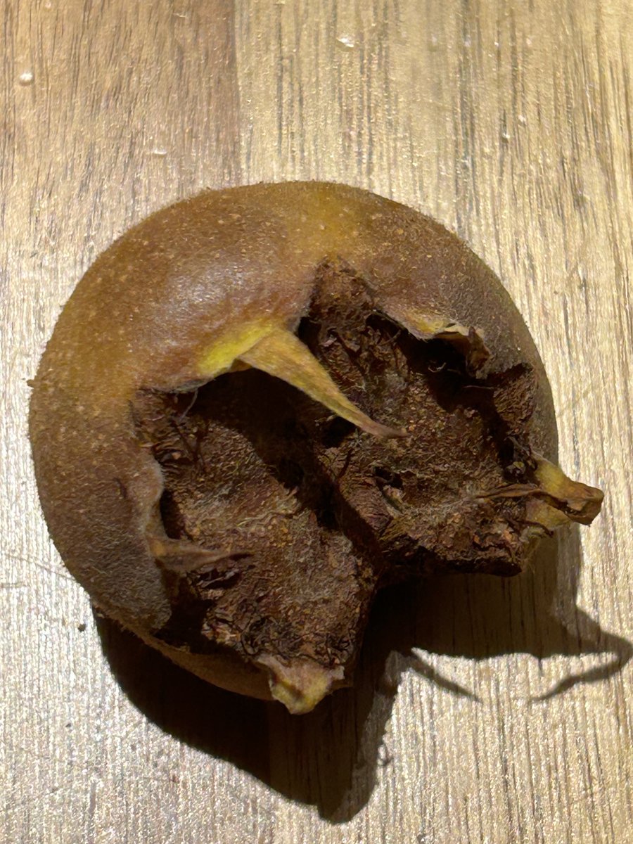 Today’s medlar harvest. Some say they are an acquired taste. I’d say they are an acquired look.