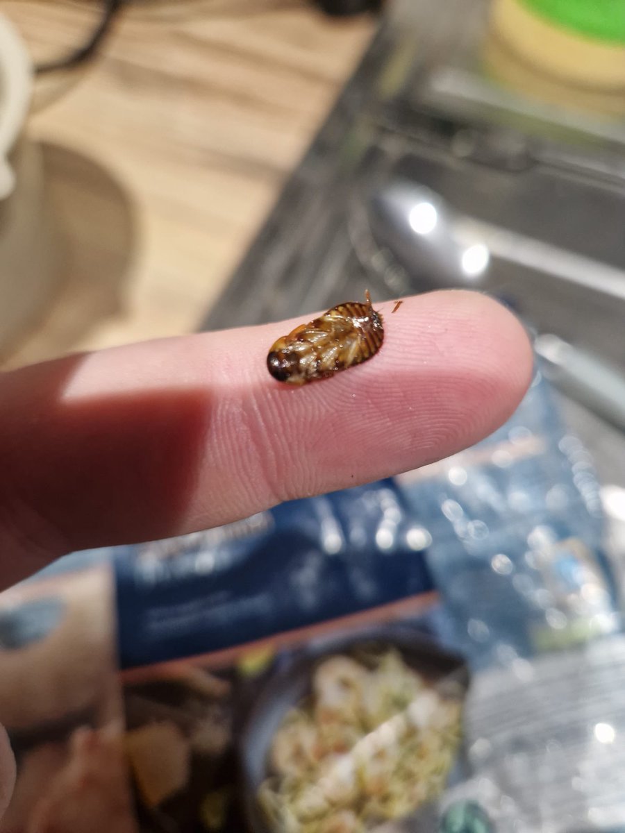 Charlottie23's tweet photo. Our very own #ImACeleb trial tonight! @AldiUK 🐛 cockroach in our prawns! https://t.co/KTAiY0k0OM