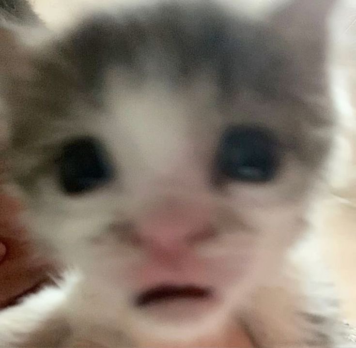 rejectedideals's tweet image. Impel.ᐟ

IS THAT A SHIP?