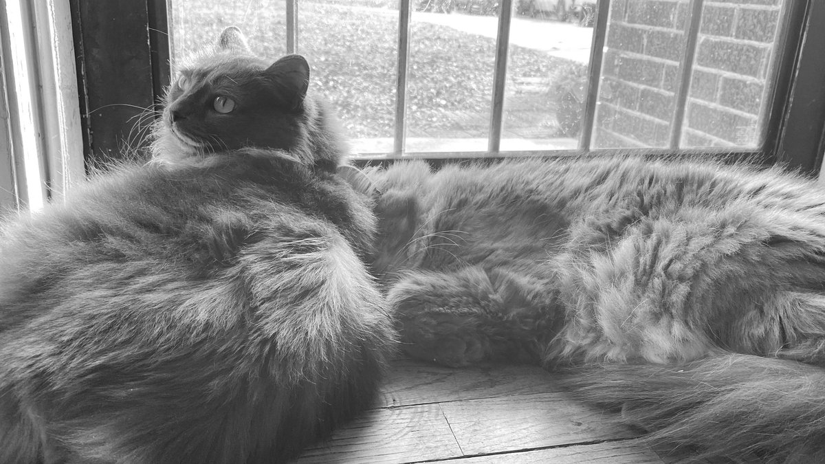 Sunday Naps with WiFi and Athena 😻😻
#Sundayfeeling