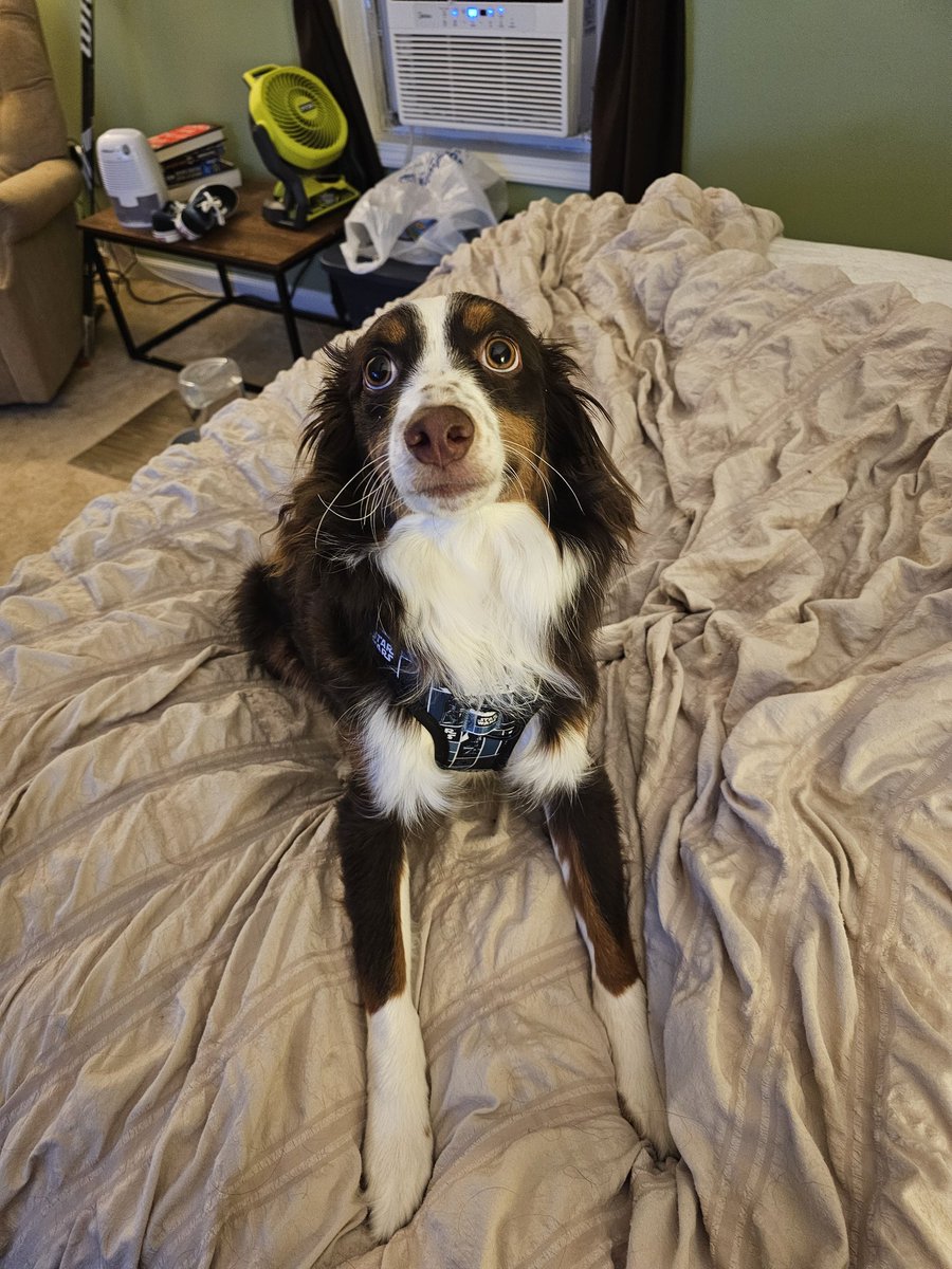 PhantomPlz's tweet photo. @mkeadmirals A good girl for a good team ❤️ https://t.co/uIZxhiiZuy
