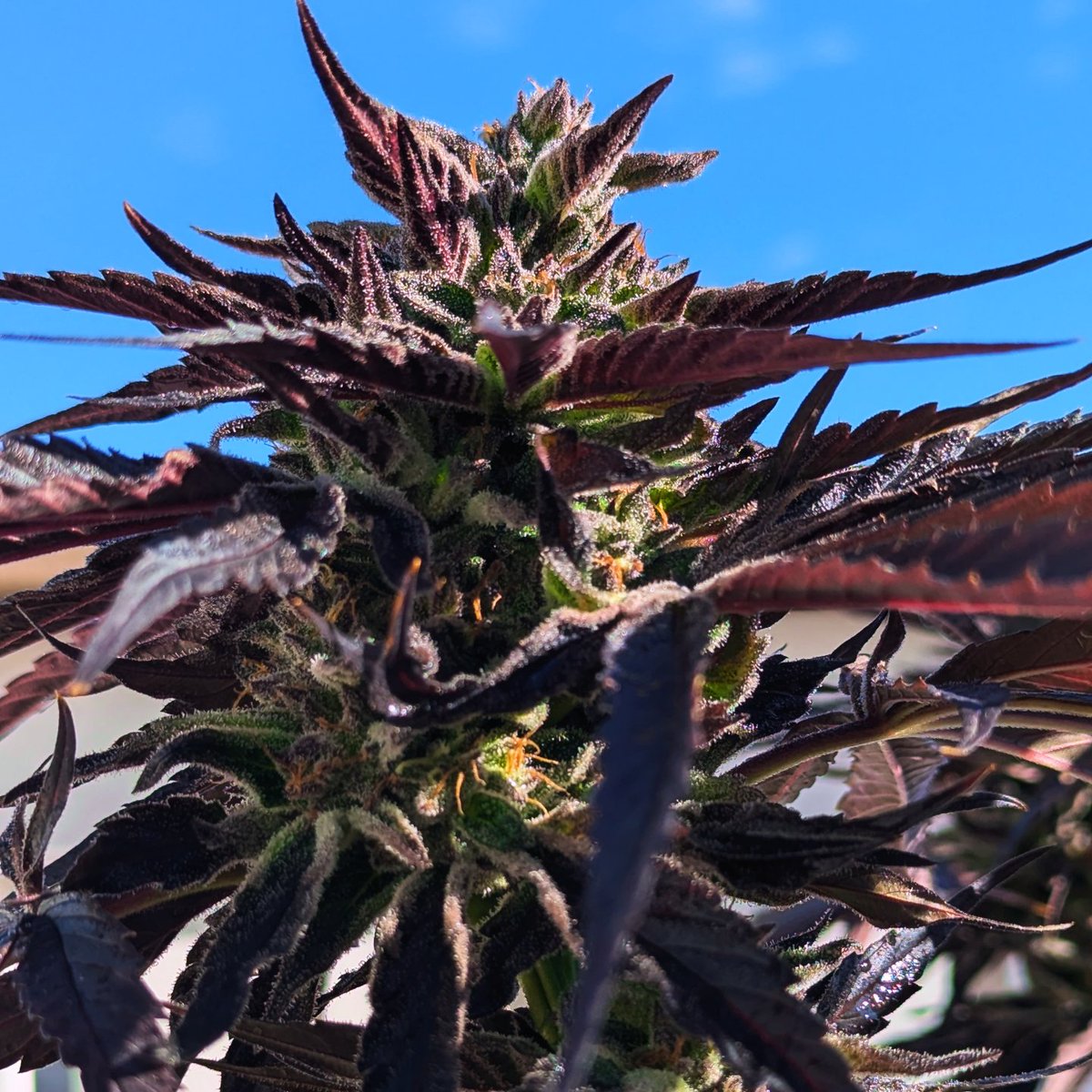SmashGrows's tweet photo. Just Beautiful, Apple Fritter (Lumpy's Cut) x Chimera 3. Really happy with how this turned out. Wasn't expecting all these colors. Turns out it loves the cooler weather. Def have to do this again.
Seeds by #SmokingMonkeyGenetics
Using coco perlite mix
@GreenleafNutes Nutrients #MegaCrop 1 part
#gromie #growyourown #cannabisculture #Mmemberville