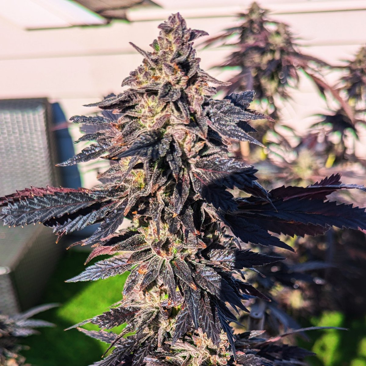 SmashGrows's tweet photo. Just Beautiful, Apple Fritter (Lumpy's Cut) x Chimera 3. Really happy with how this turned out. Wasn't expecting all these colors. Turns out it loves the cooler weather. Def have to do this again.
Seeds by #SmokingMonkeyGenetics
Using coco perlite mix
@GreenleafNutes Nutrients #MegaCrop 1 part
#gromie #growyourown #cannabisculture #Mmemberville