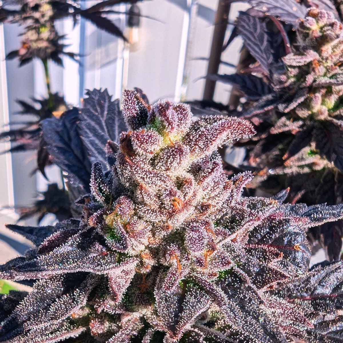 SmashGrows's tweet photo. Just Beautiful, Apple Fritter (Lumpy's Cut) x Chimera 3. Really happy with how this turned out. Wasn't expecting all these colors. Turns out it loves the cooler weather. Def have to do this again.
Seeds by #SmokingMonkeyGenetics
Using coco perlite mix
@GreenleafNutes Nutrients #MegaCrop 1 part
#gromie #growyourown #cannabisculture #Mmemberville