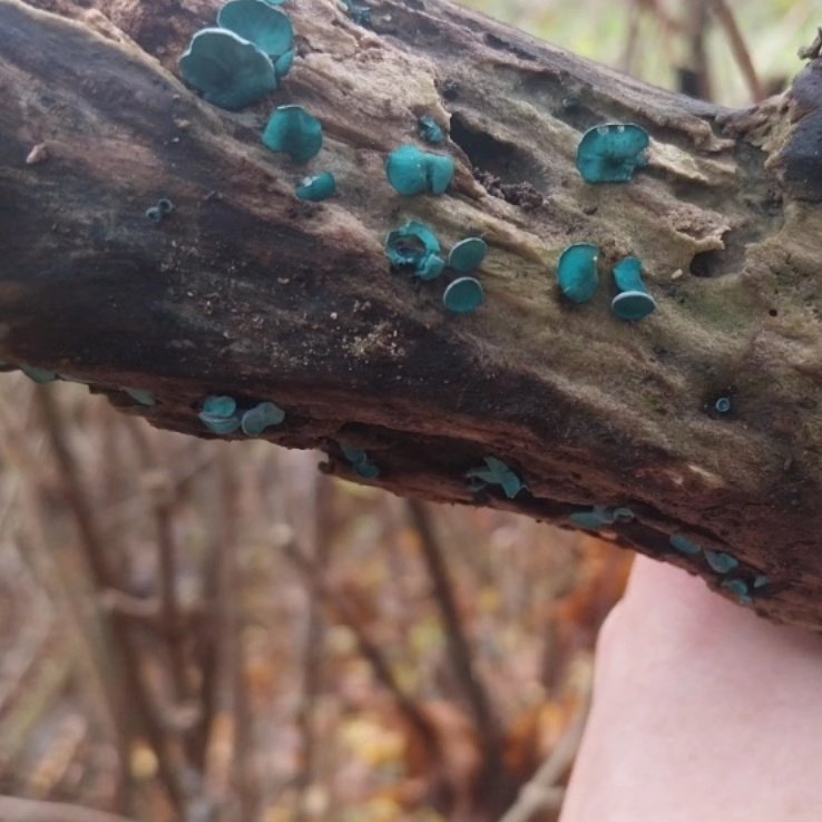 KateLiddane's tweet photo. Green elf cups/ wood cups 🍄 https://t.co/G0juHjEtEH