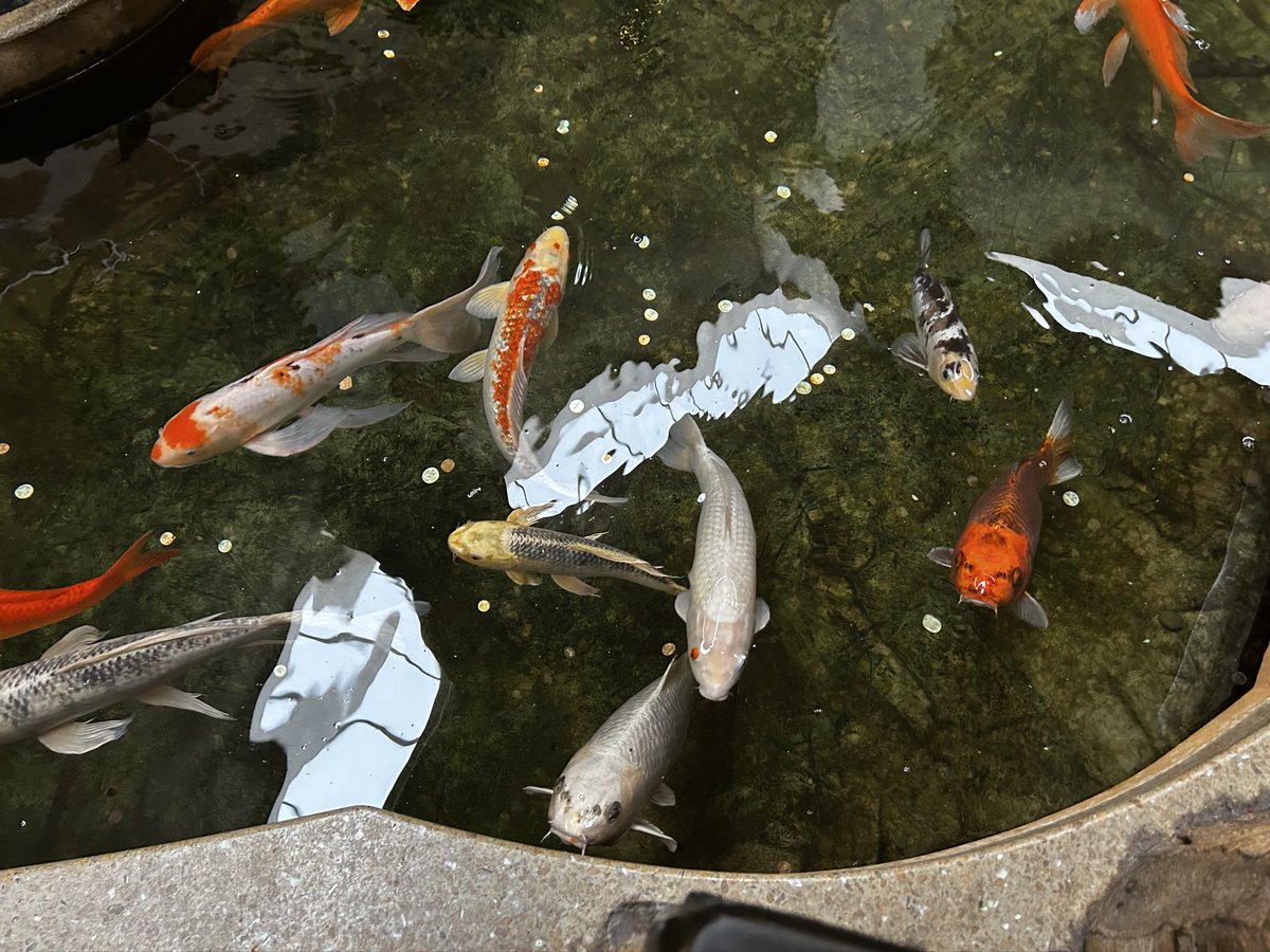 i met some fishies at the mall