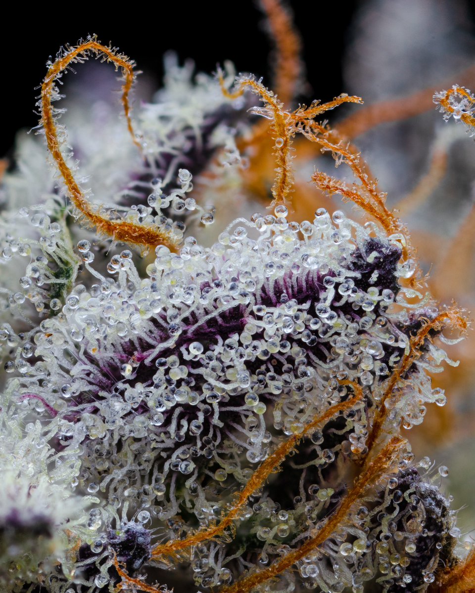Cannabis cultivators who take care of their babies like this make me a very happy photographer. 

Notice the densely populated bed of intact trichomes. This cultivator resisted the urge to touch the buds, leaving almost all of these beautiful, delicate, and important structures