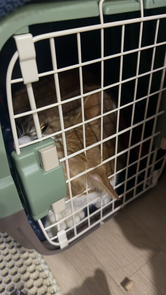 쿠키는 어제 구조자 집으로 임보처를 옮겼습니다.
저는 장기 임보를 하겠다는 말을 전하며 계획을 얘기하려했지만 본인이 구조했으니 임보하고 입양보내신다하셨습미다.
하루에 일어난 임보종료지만 보내줄 수밖에 없었습니다. 그동안 관심가져주시고 응원해주셔서 감사합니다.