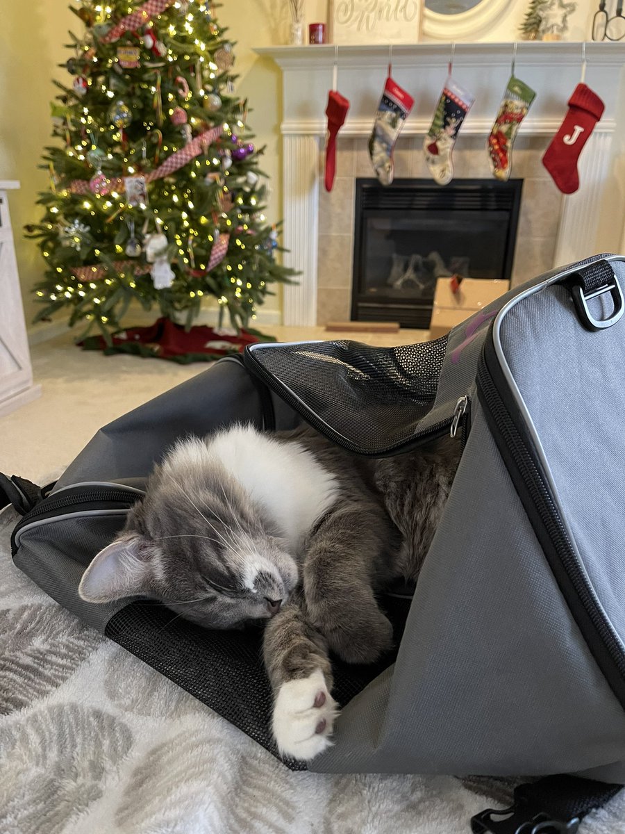 BryanHolmes5335's tweet photo. Jasper loves his cat carrier bag. https://t.co/610bXIIVf4