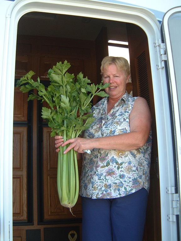 Saltydawg's tweet image. That&apos;s the Mandingo of #celery right there....