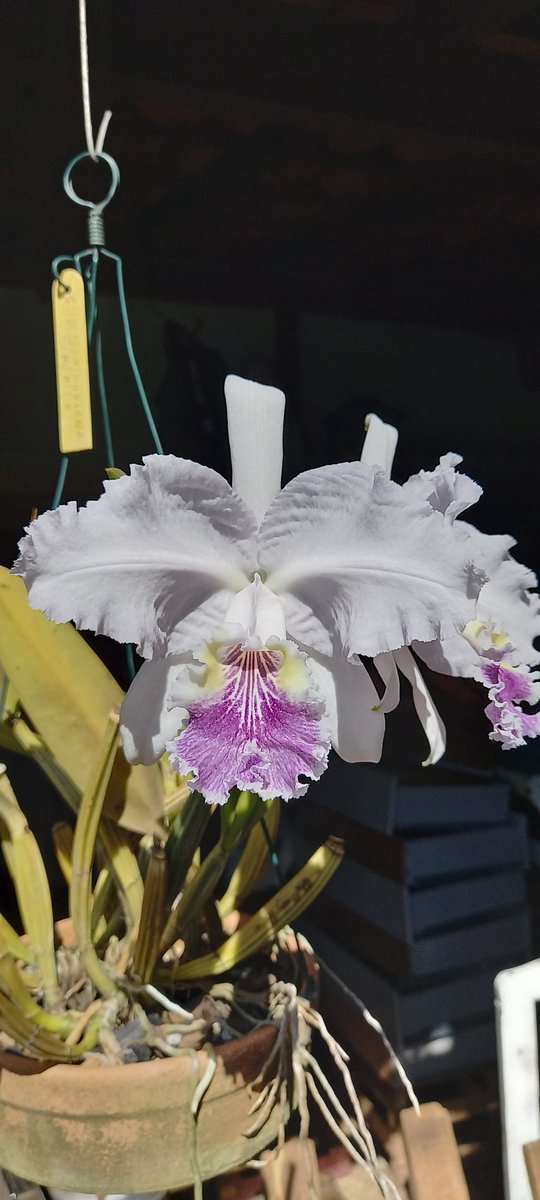 erickalbuqueoff's tweet photo. Cattleya lueddemanniana semi alba 🤍💜 #orchids https://t.co/9S5w5nLZpF