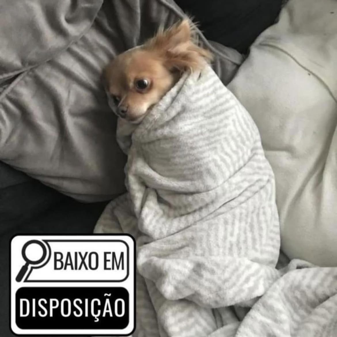 Nazaré Amarga tweet media