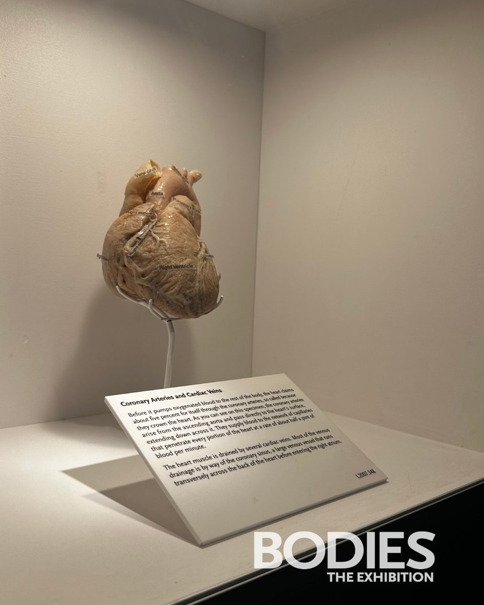 #DYK, your heart pumps blood through roughly 60,000 miles of vessels? That's enough to circle Earth twice! 🩸🌎

Discover the human heart and hundreds of other specimens at BODIES...The Exhibition, only at <a href="/LuxorLV/">Luxor Hotel & Casino</a>!

🔍 Click the bodieslasvegas.com for details.
#HeartHealth