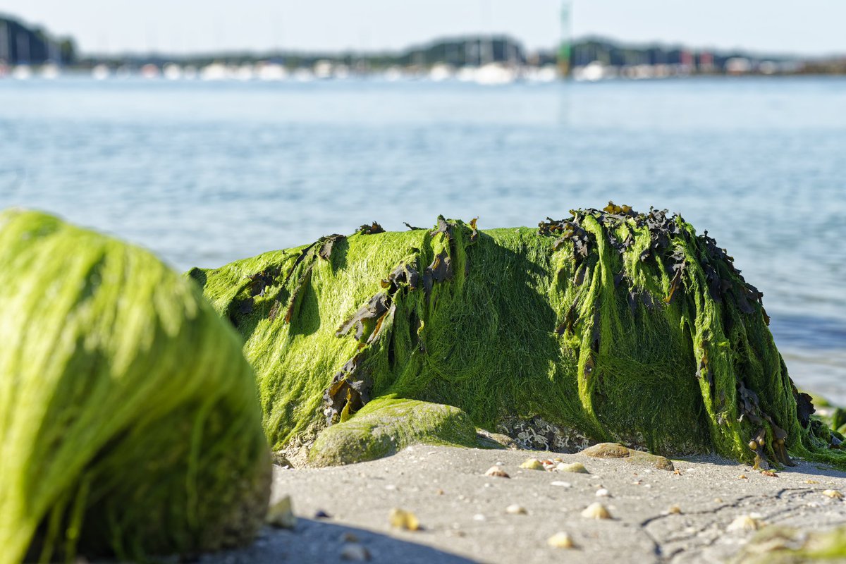 Vendéen tweet media