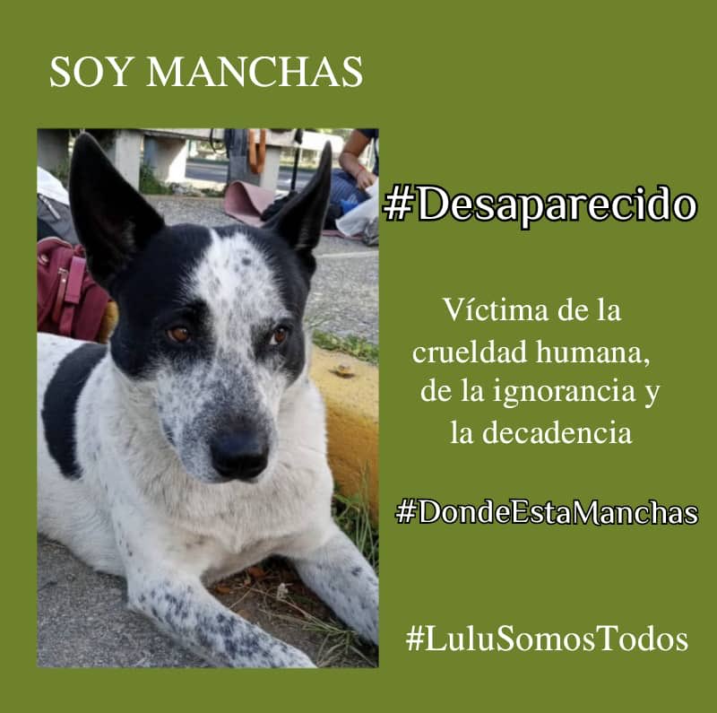 #24Nov #DondeEstaManchas. Causarle daño, desaparecerlo y cubrirse con el silencio, sólo puede significar: Maldad! Y para eso, hay una verdad absoluta... DIOS no olvida! #BusquenAManchas, #Justicia! #LuluSomosTodos, #Respeto y #Vida!