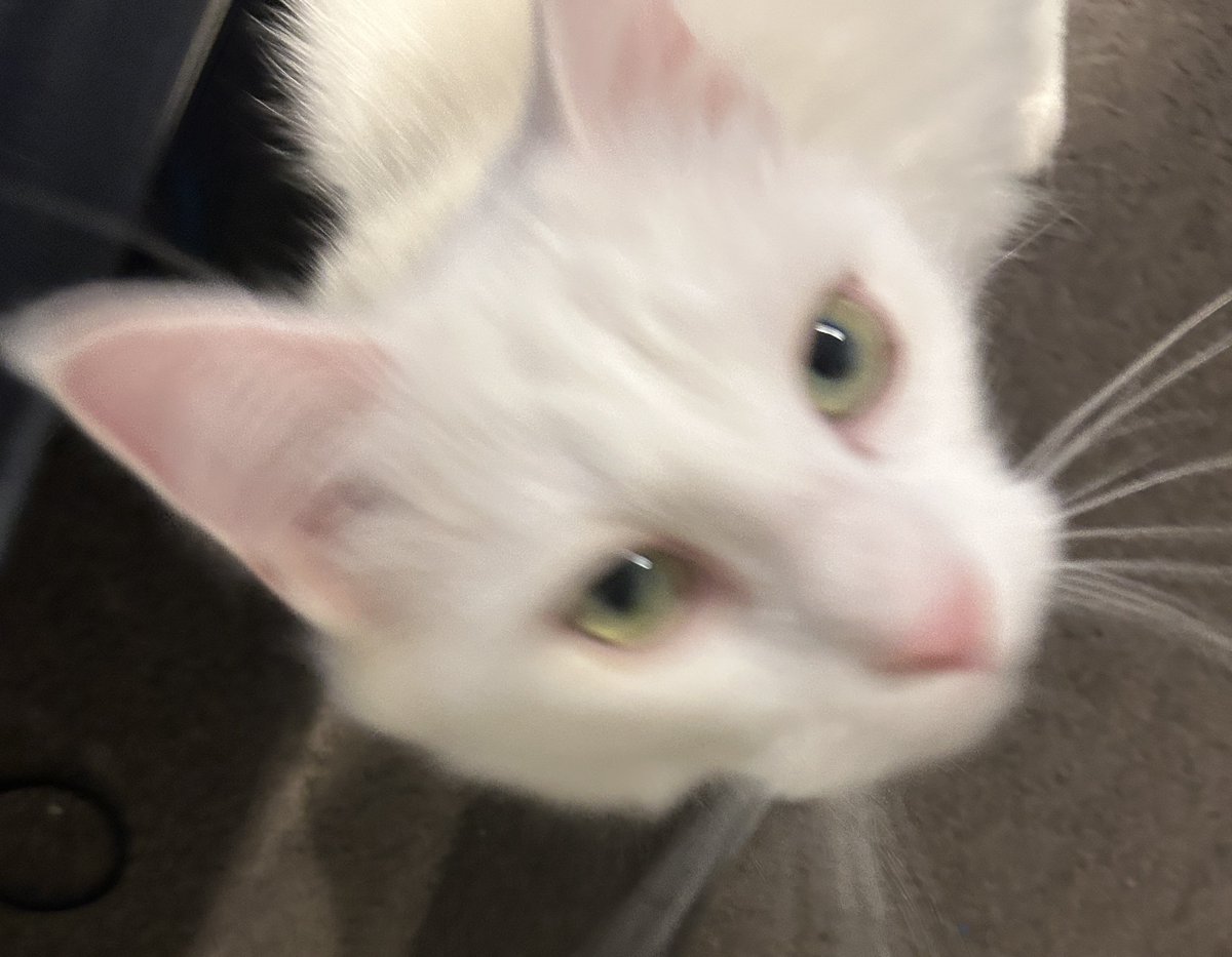 kate ❤️🔥 tweet media