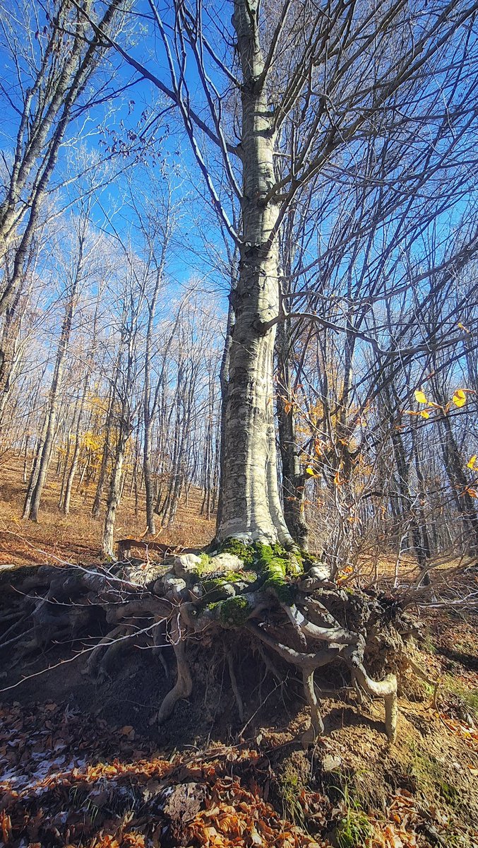 "Bize kalan bir bayırda tekrar tekrar gördüğümüz bir ağaç."