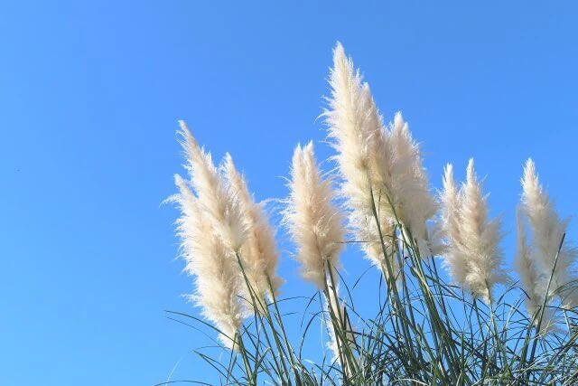 ☘️☘️11月25日☘️☘️
おはようございます😃
Happy Monday ✨🍂💕

イケてる旦那②
　愛をささやくより
　　　黙って皿を洗い
　サプライズするより
　　　計画的に行動

今日の誕生花
✨ネリネ
　華やかさ、箱入り娘
✨パンパスグラス
　強気な心、光輝