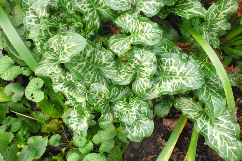 SLGardens's tweet photo. May I make a plea for Arum italicum ? Rather a marmite plant but looking good in the garden at the moment having survived cold and floods, great winter foliage plant
#Foliage #Winterdelight #GardensHour #PlantNursery #OrganicGarden #HeartofYorksire https://t.co/KVQXUEs8iw