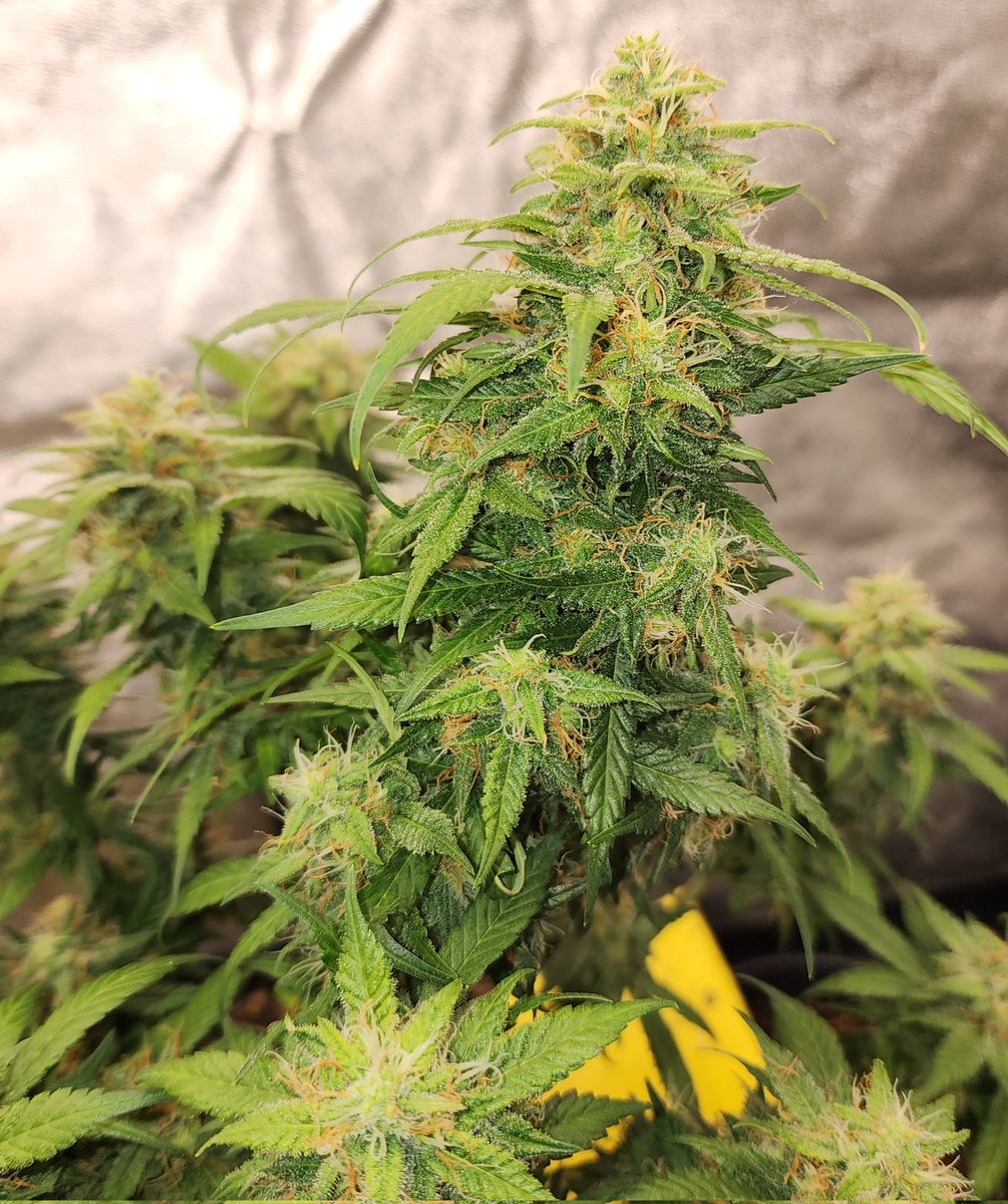 💥⭐️🌱Nov 24 - Dec 1 🌱⭐️💥

3x Giveaway Winners:  5 packs of 🫘 bred by <a href="/Genetics101va/">GENETICS 101</a> 

➡️1x - Strawberry Jubilee  - auto regs (15x🫘)
➡️1x - Strawberry Gelato - auto regs (10x🫘)
➡️1x - Hammered  - auto regs (10x🫘)
➡️1x - 4-way  - photo regs (12x🫘)
➡️1x - Fur Coats - photo