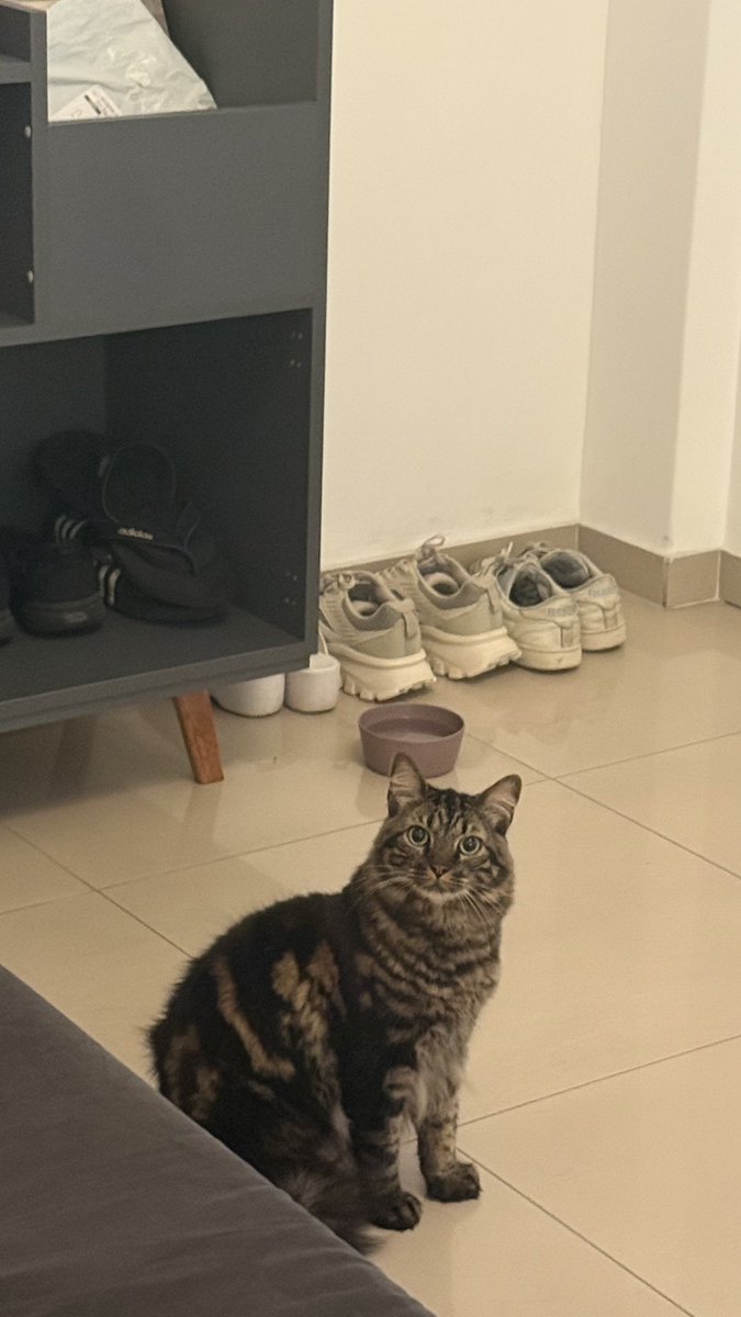 o sistema de distribuição de gatos agora é delivery 

simplesmente acabei de achar um gato no corredor miando na minha porta, toquei em todos apartamentos e o gato não é de ninguém do meu andar, nem do andar de cima, nem do andar de baixo