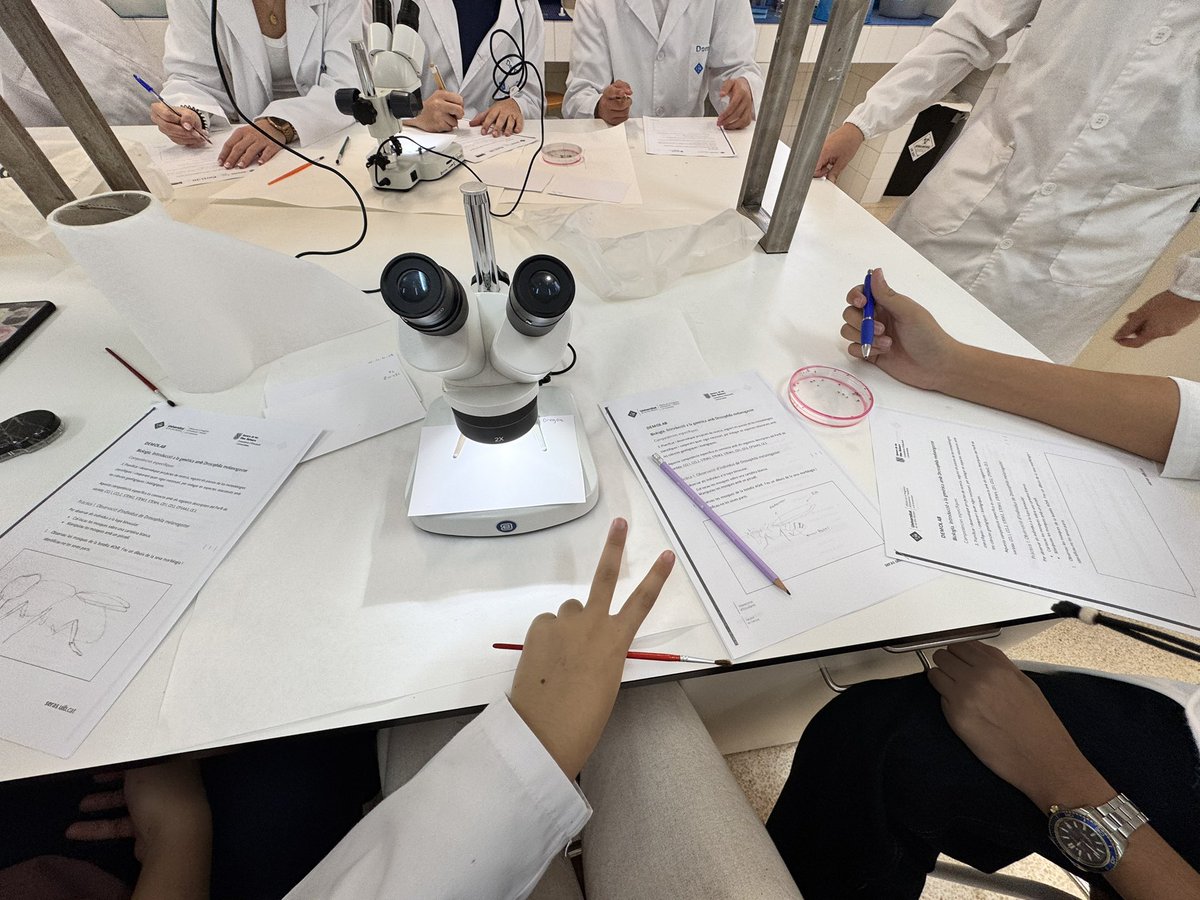 leirejj9's tweet image. L'anterior 19/11, varem tenir l'oportunitat de poder assistir a la sortida #DEMOLAB en la #UIB , a la facultat de Ciències #MateuOrfila . Analitzant la ciència desde un punt de vista genètic amb #DrosophilaMelanogaster. Va ser fascinant combinar la #bioquimica i la #biologia .👩🔬