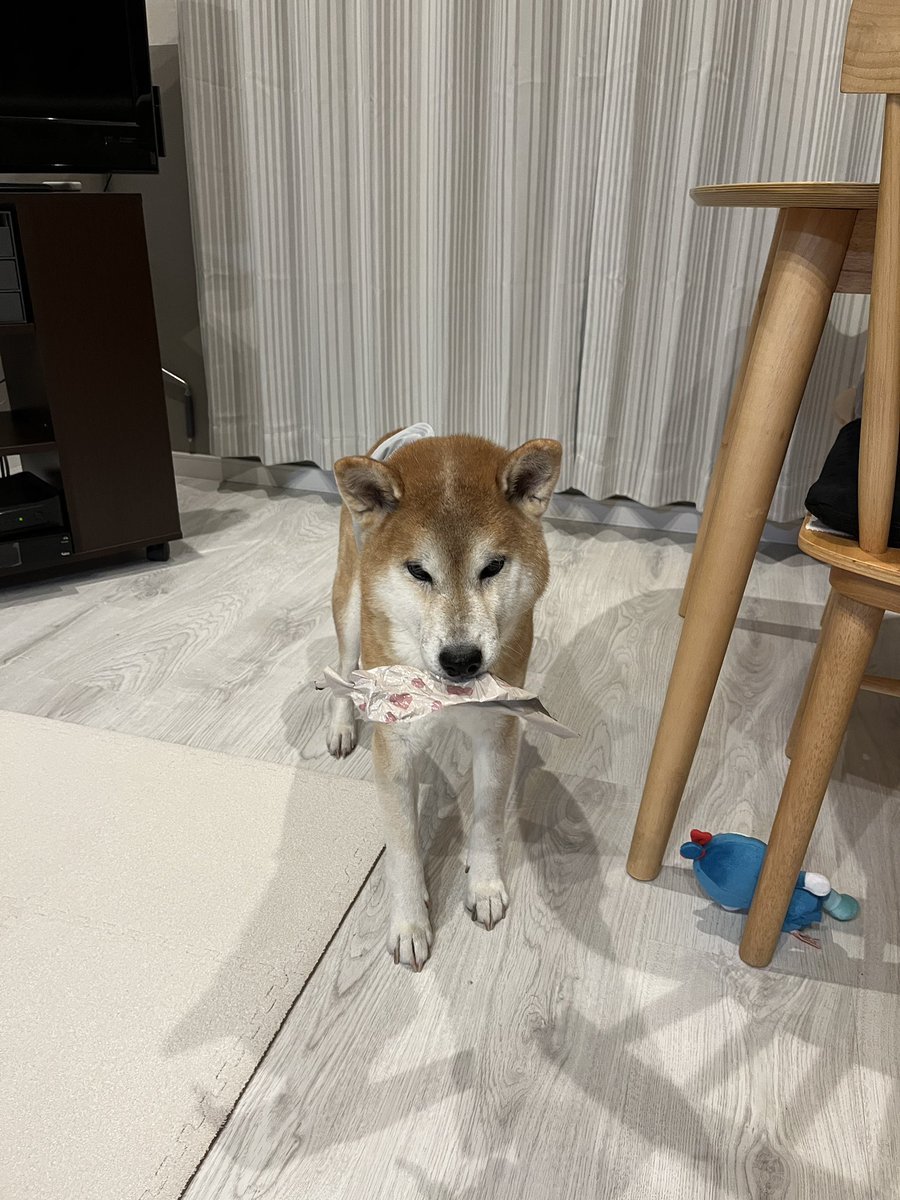 DogdiaryGeneral's tweet photo. 【誕生日終了＝破壊開始🎈🐾】

誕生日が終わった瞬間、社長は祝いの風船を即破壊💥
「毎日が誕生日なら…」そんな思いを風船にぶつけます🎈

#社長の日常 #犬のいる暮らし #破壊神 #誕生日後 #柴犬 #柴犬のいる生活 https://t.co/oboZIgbOAm
