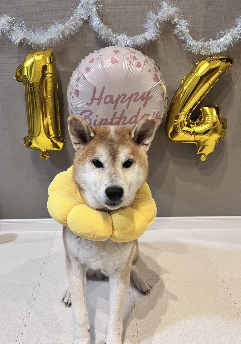 DogdiaryGeneral's tweet photo. 【誕生日終了＝破壊開始🎈🐾】

誕生日が終わった瞬間、社長は祝いの風船を即破壊💥
「毎日が誕生日なら…」そんな思いを風船にぶつけます🎈

#社長の日常 #犬のいる暮らし #破壊神 #誕生日後 #柴犬 #柴犬のいる生活 https://t.co/oboZIgbOAm