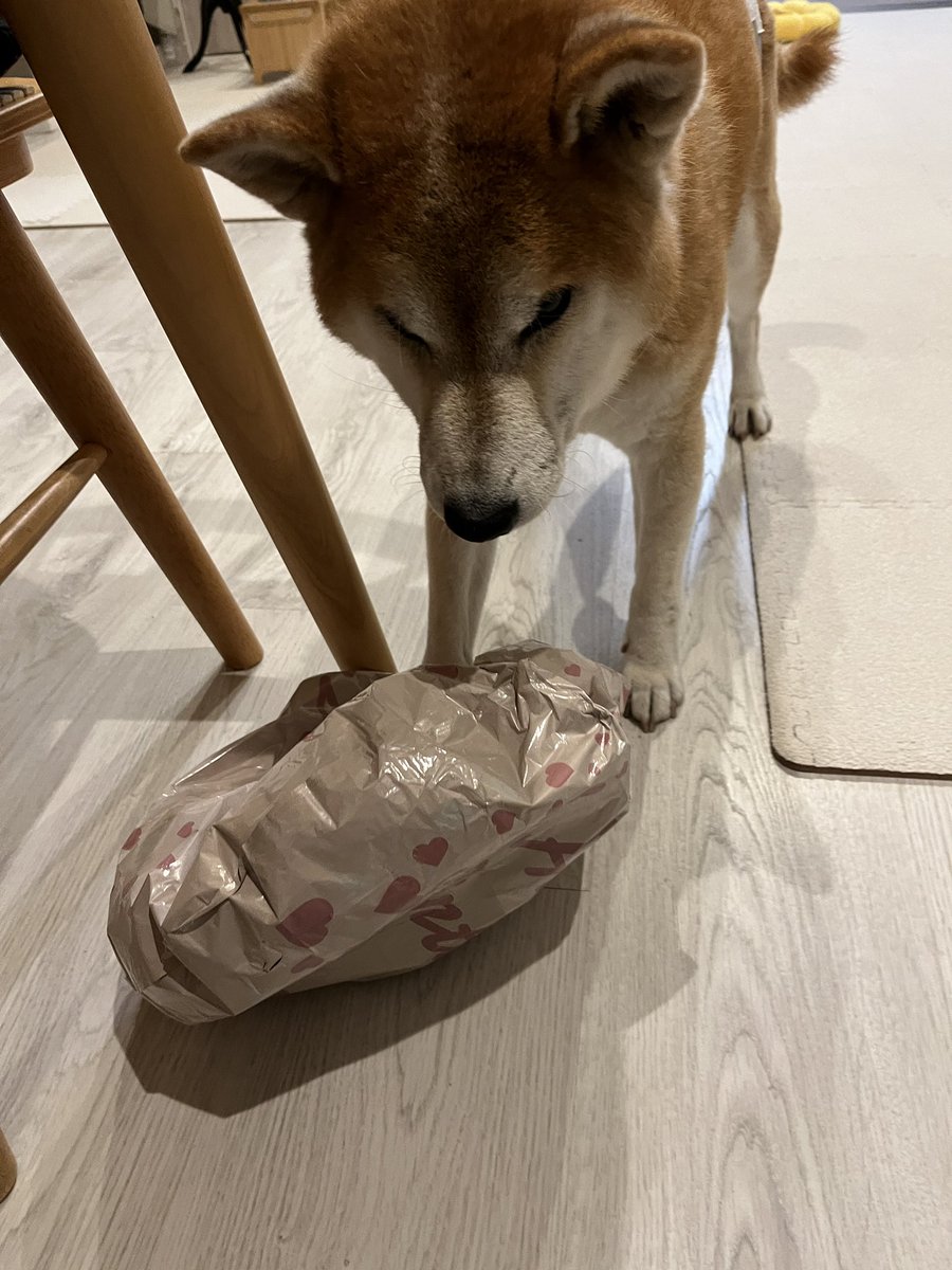 DogdiaryGeneral's tweet photo. 【誕生日終了＝破壊開始🎈🐾】

誕生日が終わった瞬間、社長は祝いの風船を即破壊💥
「毎日が誕生日なら…」そんな思いを風船にぶつけます🎈

#社長の日常 #犬のいる暮らし #破壊神 #誕生日後 #柴犬 #柴犬のいる生活 https://t.co/oboZIgbOAm