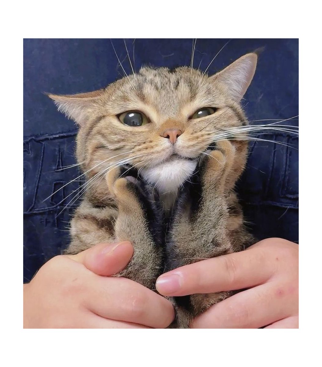 GENTLECAT (@gentleeeeeeecat) on Twitter photo 