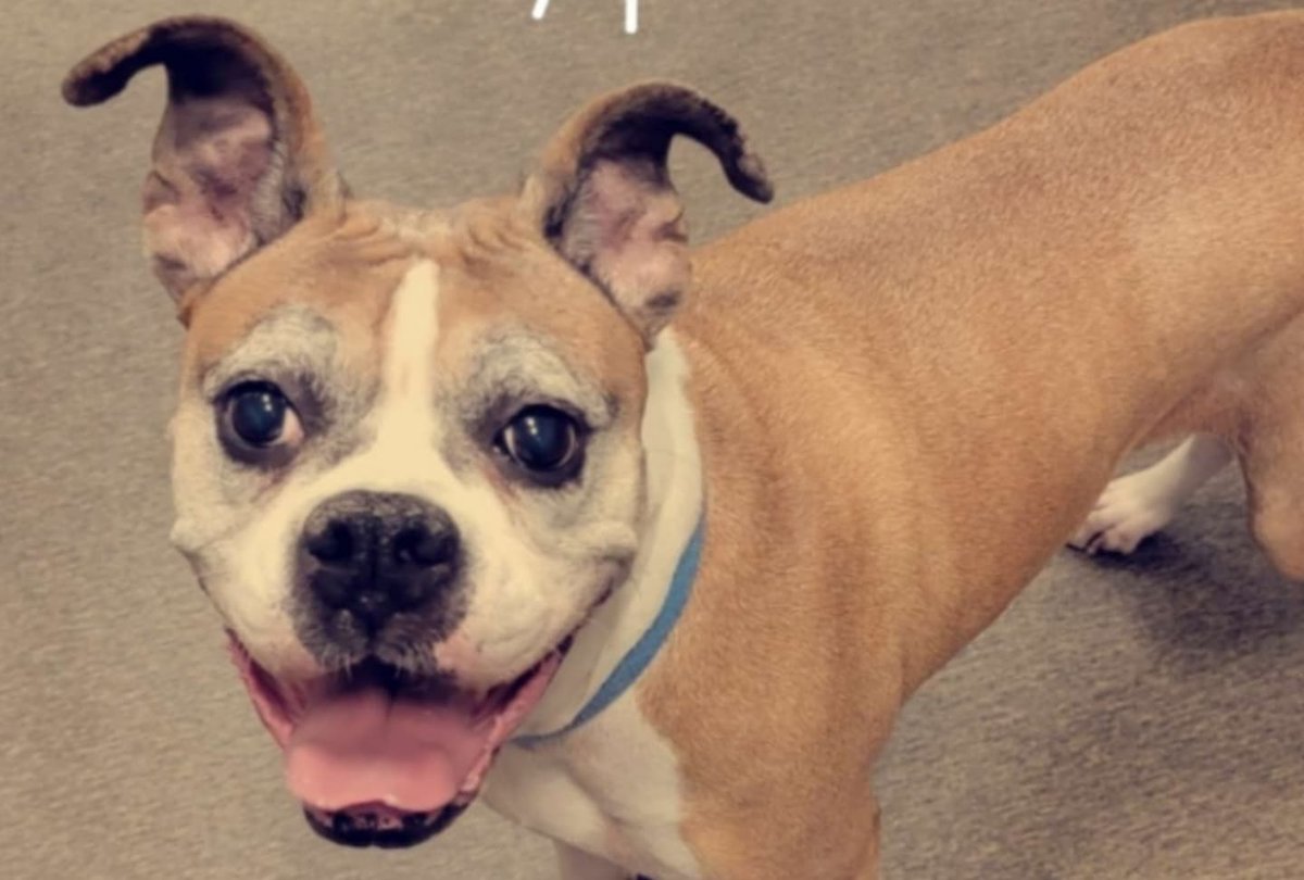 Mocha, my sweet girl, thanks for loving me for the last 10 years! My heart hurts because I'll no longer have you here, but I'm glad you're no longer in pain.

Your memories are forever etched in my heart and will remain on replay in my mind.

Daddy loves you!

🤎🐶🤍
#MochaMarie