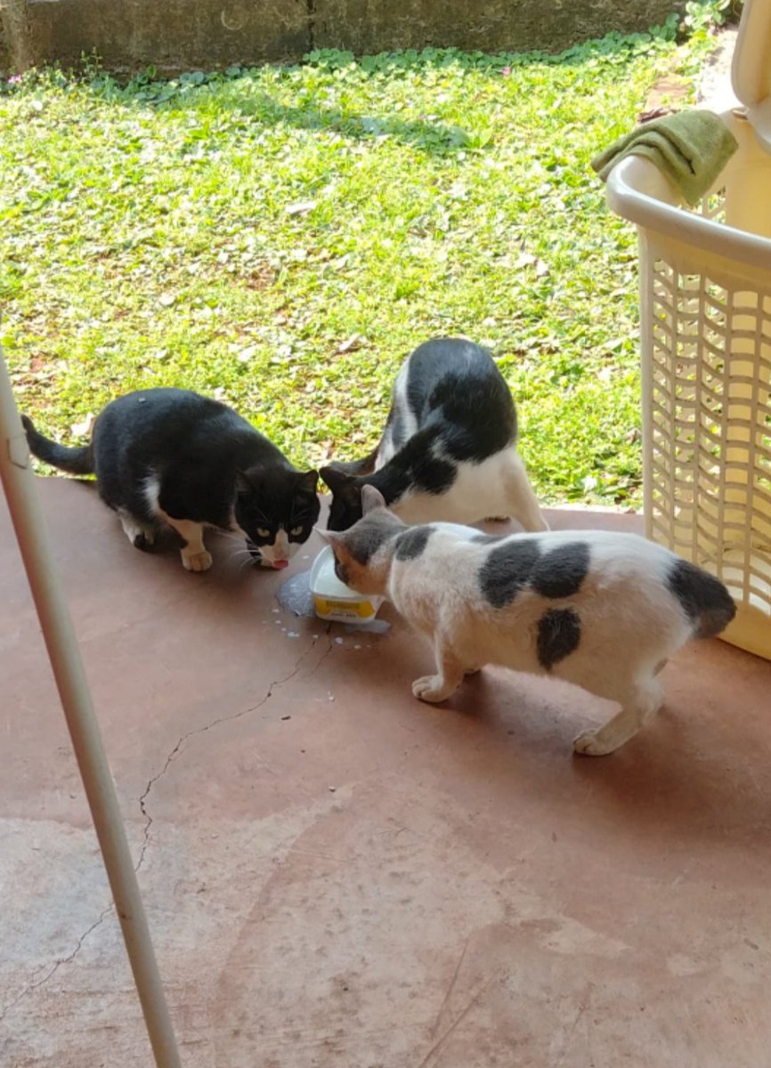 YamiSilvero's tweet photo. DIFUSIÓN! Eldorado misiones. Estos gatos fueron abandonados en nuestra casa, tenemos 8 gatitos en adopción. Necesitamos encontrar un hogar para todos!! https://t.co/QuzzsEZRx1