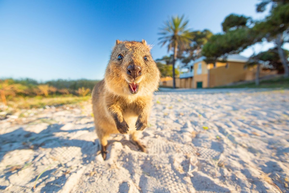There’s just over one week till #AusEvol2024!! Registrations close December 1st so there’s plenty of time to signup if you haven’t done so already! 

We can’t wait to see you all in Perth ☀️