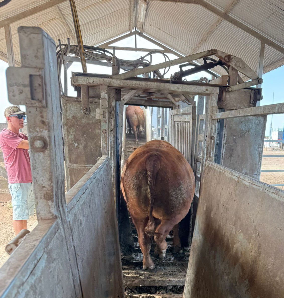 Embarque Cuota 481‼️‼️‼️

- dieta base maíz y cebada forrajera. 
- integración agrícola - ganadera 
- excelente performance 

🥩🥩🥩🇺🇾🇺🇾🇺🇾 carne de calidad 

#VillaTrigo

<a href="/ssg1904/">Santiago Saint Girons 🇺🇾🇺🇾</a> <a href="/BabelErro/">Babel Erro</a> <a href="/juanjo_erro/">Juan José Erro</a> <a href="/ElguryErro/">Ignacio Erro</a>