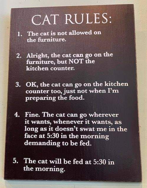Cats and Kittens tweet media