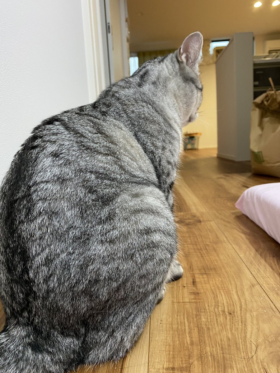 おはようにゃ😺
この鍛え抜かれた身体😂
今日もご安全に✨