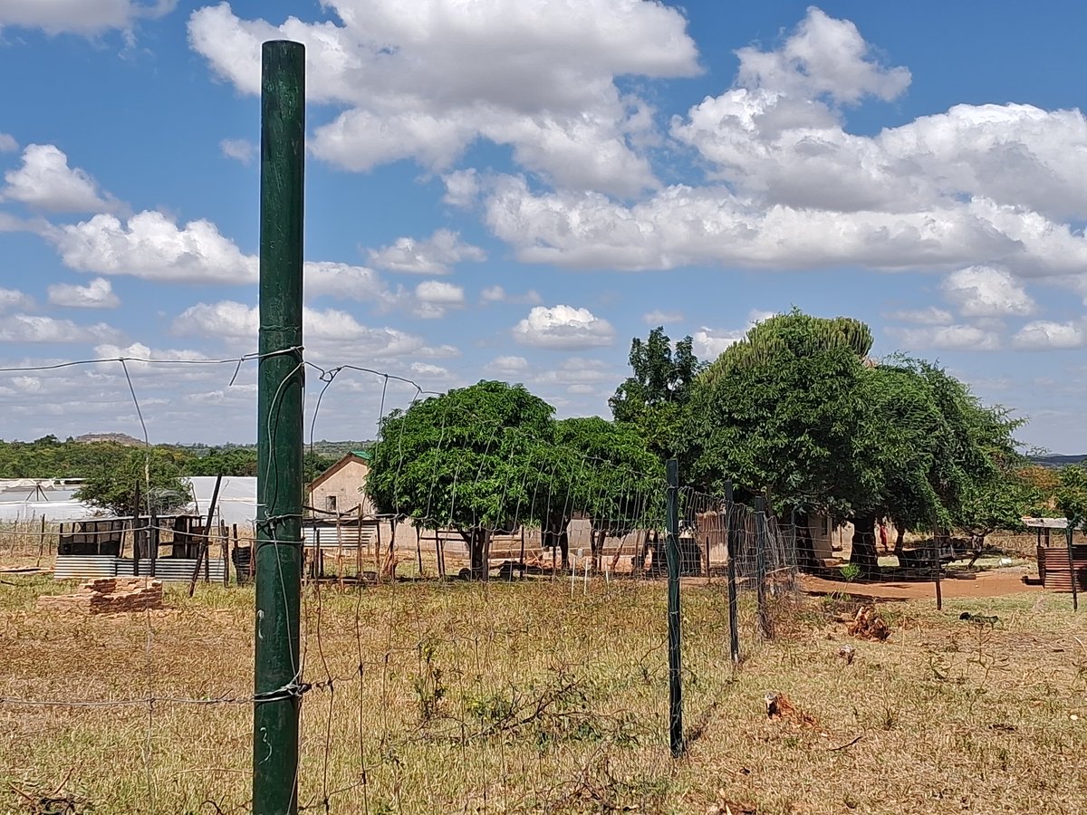 shaunchitsiga's tweet photo. Relocating to the village was one of the best decisions I made. Here, I have a blank canvas to create my master piece. 1 day at a time. https://t.co/Ql1a1WawzL