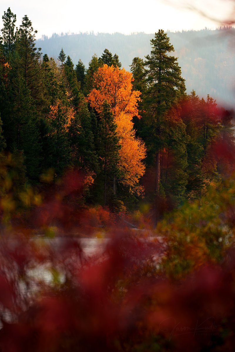 JasonKudloPhoto's tweet photo. Autumn, with its vibrant colors and crisp air, is a season that inspires both wonder and reflection.
#autumnvibes #autumncolors #autumnleaves #selfreflection #treephoto #autumnphotography #fallcolor #leaveschanging https://t.co/fkRSvZldXS
