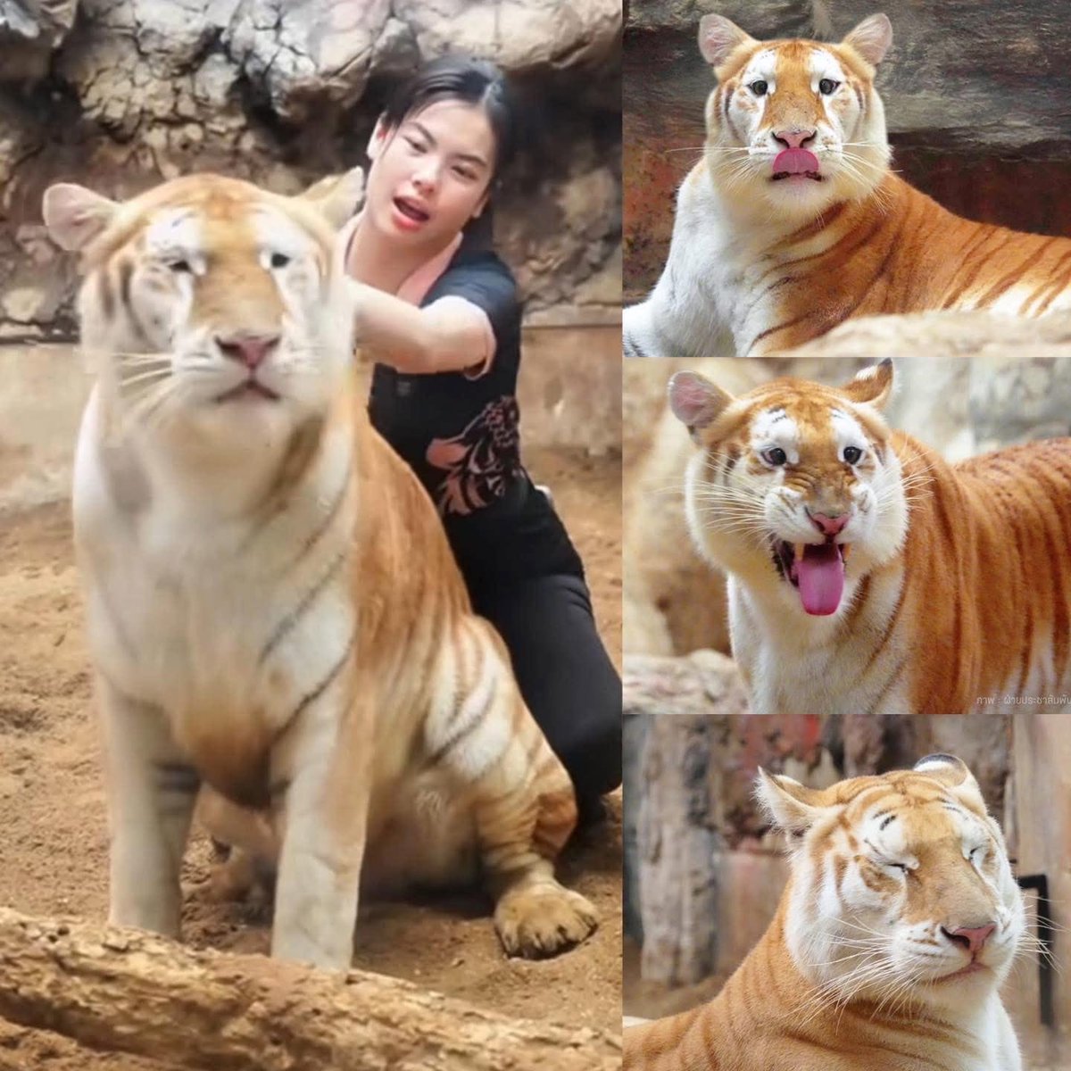 avathecutetiger's tweet photo. Gmeow

My name is $AVA 

The zoo named me AVA not EVA https://t.co/NYPeb5goQY