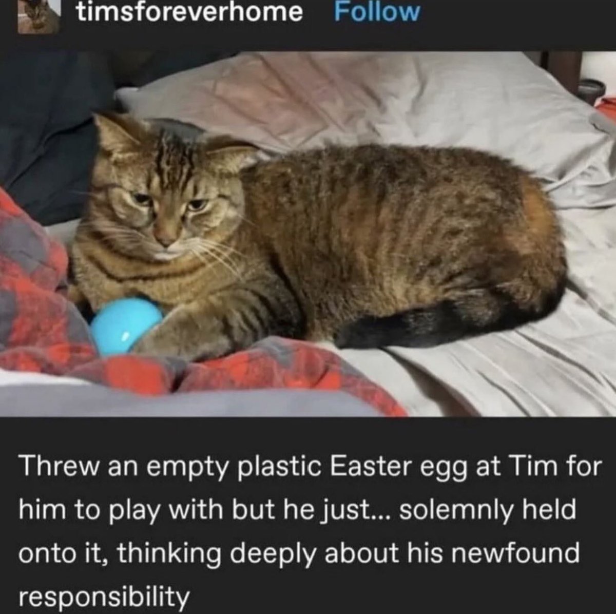 cats being weird little guys 👅 tweet media