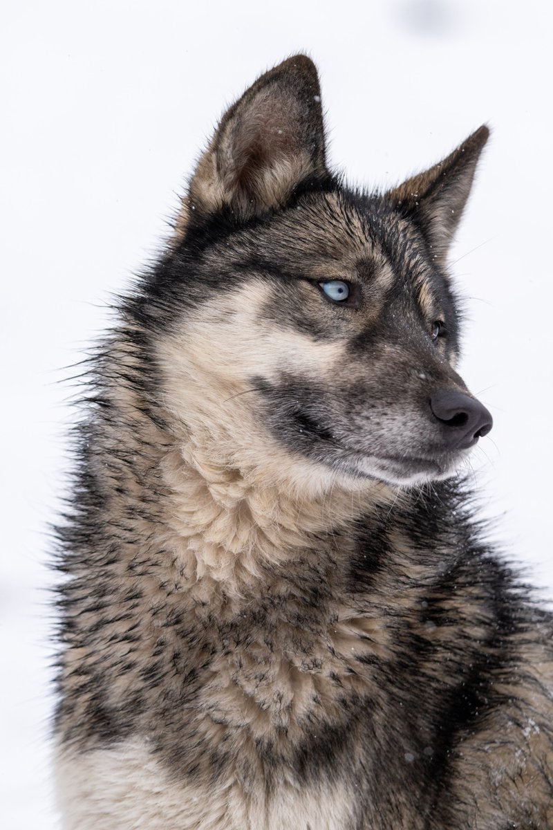 A couple frens I’ve made along the road…

Visited a sanctuary for wolf dogs (dogs with various amount of wolf genes)…

Some have as high as 95%! 

People buy them because they’re cool and then get rid of them because they can’t handle the wolf part of their behavior…