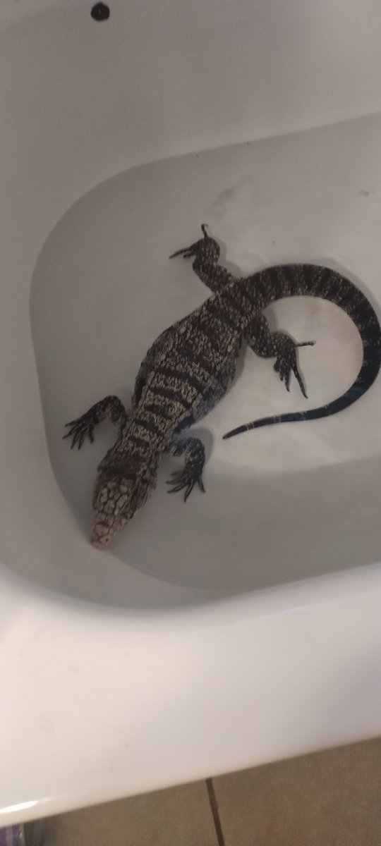 MMakeithap87524's tweet photo. #reptiles #justcinfullyspeaking #exoticpets #tegu #venus https://t.co/42XXAOkPbB
