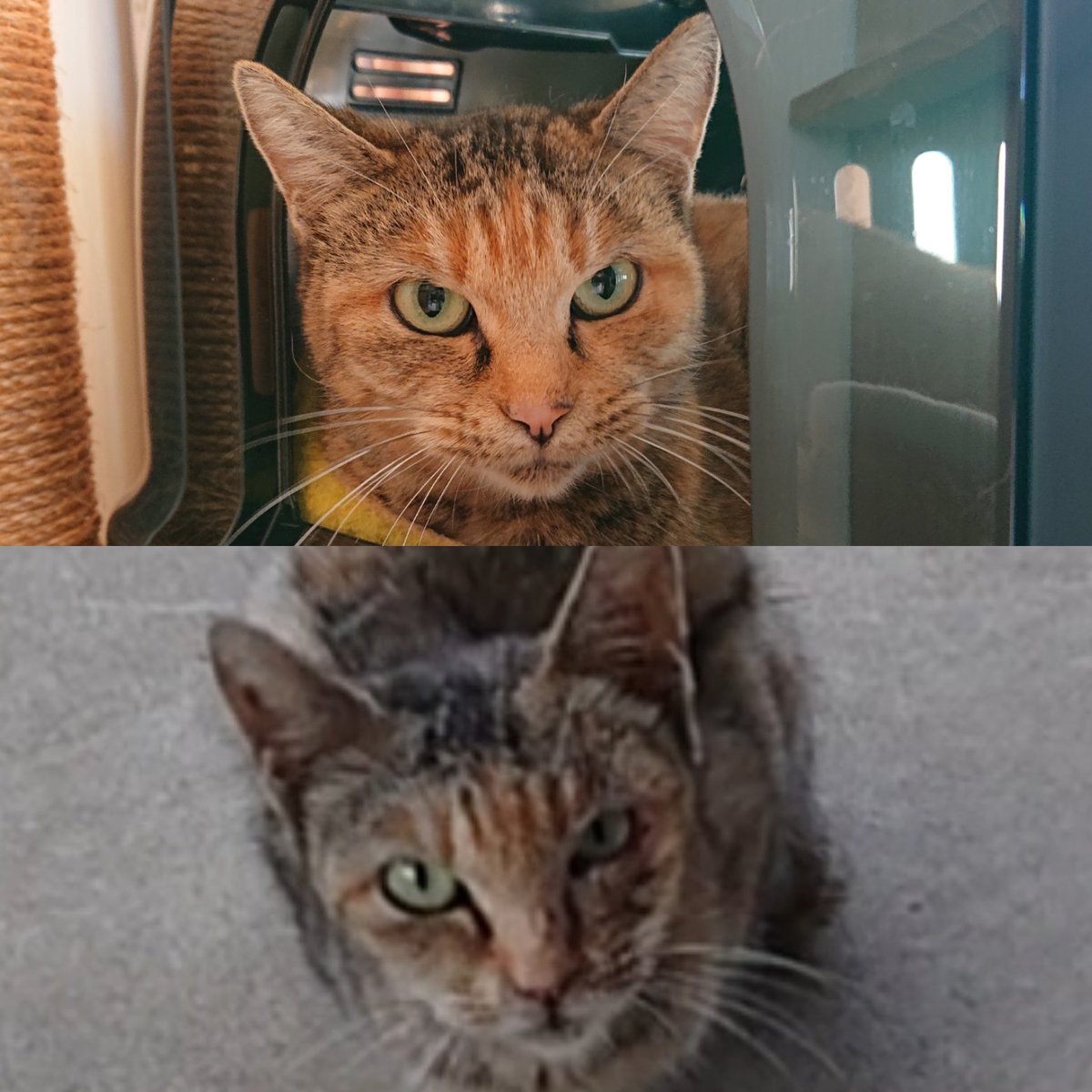 gurigatto's tweet photo. 保護して約３ヶ月(上)、顔つきが丸くなりました。
まだまだ、うーーー、シャーーーーですが https://t.co/0kVRPKmxIZ