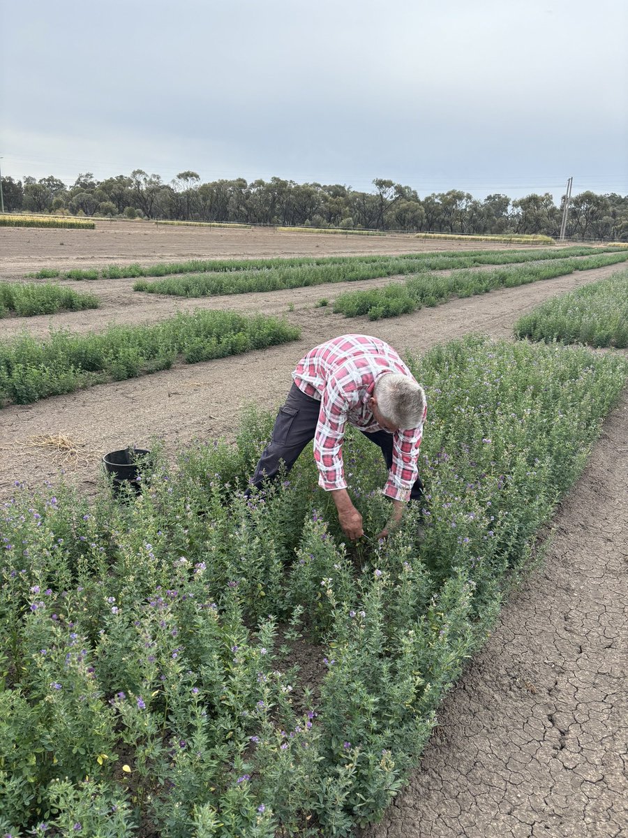 CWFS technical staff have been busy finalising the first year of data for the long term lucerne pasture trial at the Fettel Centre across October/November 2024. We are investigating the productive performance of 15 different varieties of lucerne pastures comparing old versus new