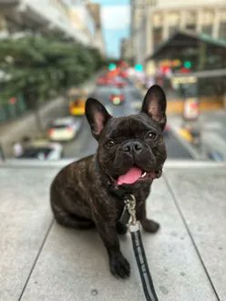 MIGUEL IS MISSING IN MANHATTAN: Last seen at 62nd and West End. He's chipped: 
985113005801359. If you've seen or found her please call 888-466-3242 and PLEASE RT MIGUEL!