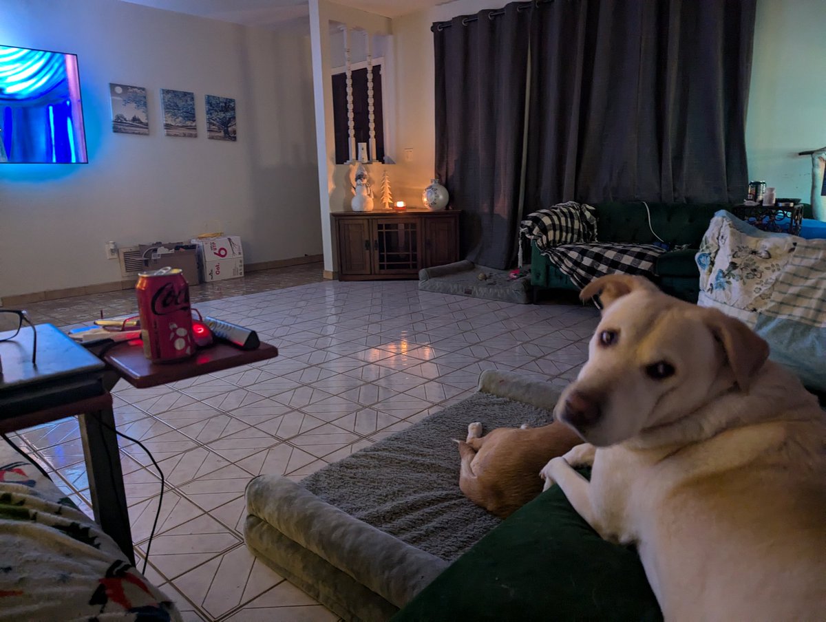 DogsRAngels1's tweet image. Hey, I don't know if you know, but the living room is backwards 🤔 yesterday the TV was on this wall behind me and now, I just...I have no clue what's going on.  #DogsofTwittter  #RearrangementDerangement