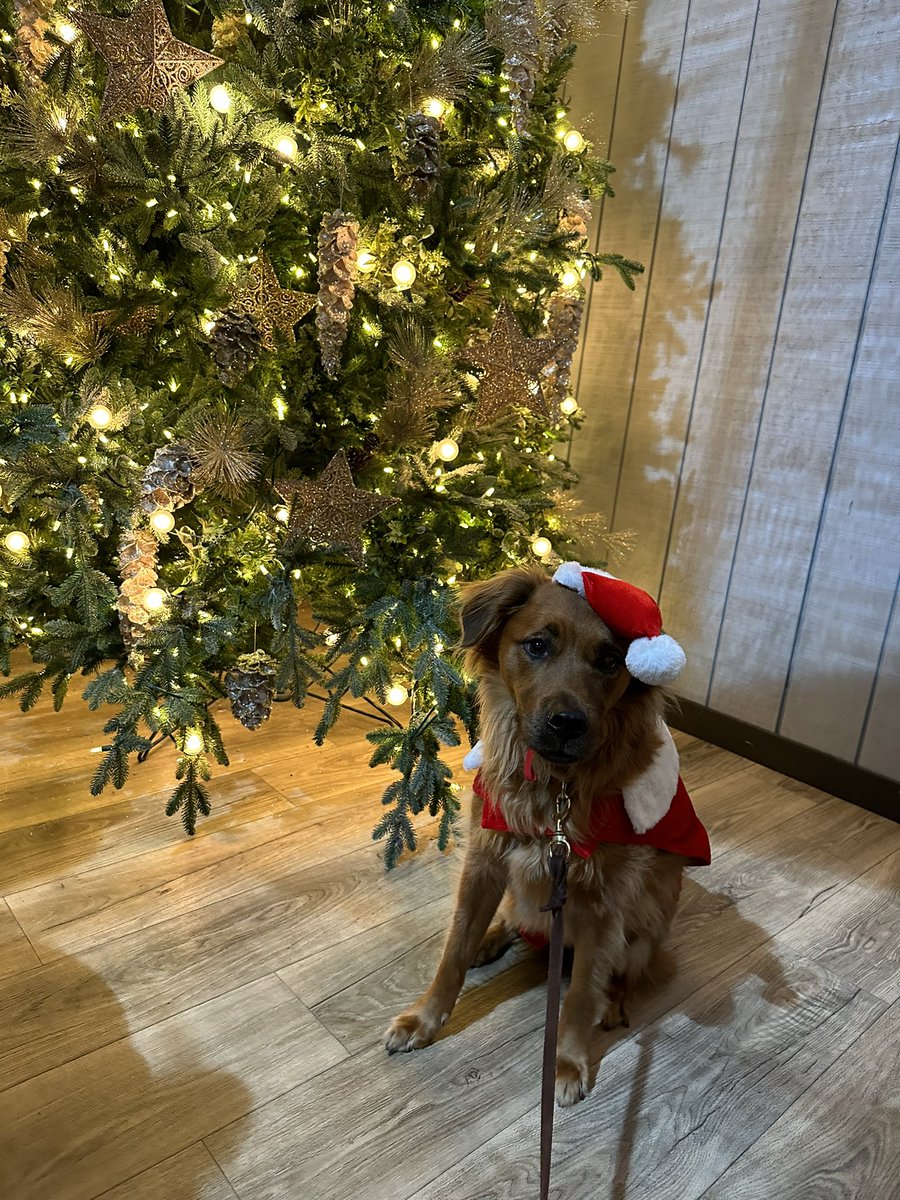 Steph WeIIs, Ph.D. tweet media